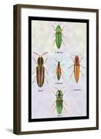 South American Beetles-Sir William Jardine-Framed Art Print