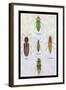 South American Beetles-Sir William Jardine-Framed Art Print