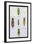 South American Beetles-Sir William Jardine-Framed Art Print