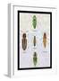 South American Beetles-Sir William Jardine-Framed Art Print