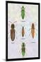 South American Beetles-Sir William Jardine-Mounted Art Print