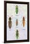 South American Beetles-Sir William Jardine-Framed Art Print