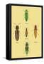 South American Beetles-Sir William Jardine-Framed Stretched Canvas