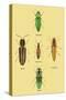 South American Beetles-Sir William Jardine-Stretched Canvas