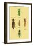 South American Beetles-Sir William Jardine-Framed Art Print