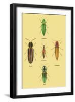 South American Beetles-Sir William Jardine-Framed Art Print