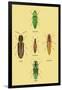 South American Beetles-Sir William Jardine-Framed Art Print