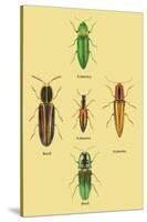 South American Beetles-Sir William Jardine-Stretched Canvas