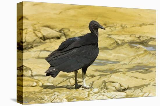 South American Black Vulture-Rob Francis-Stretched Canvas