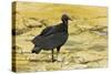 South American Black Vulture-Rob Francis-Stretched Canvas