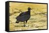 South American Black Vulture-Rob Francis-Framed Stretched Canvas