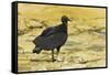 South American Black Vulture-Rob Francis-Framed Stretched Canvas