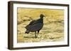 South American Black Vulture-Rob Francis-Framed Photographic Print