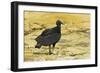 South American Black Vulture-Rob Francis-Framed Photographic Print