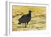 South American Black Vulture-Rob Francis-Framed Photographic Print