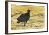 South American Black Vulture-Rob Francis-Framed Photographic Print