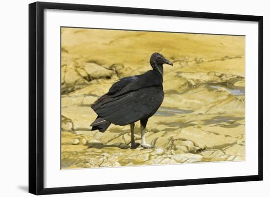 South American Black Vulture-Rob Francis-Framed Photographic Print