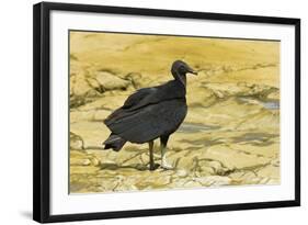 South American Black Vulture-Rob Francis-Framed Photographic Print