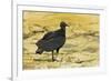 South American Black Vulture-Rob Francis-Framed Photographic Print