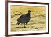 South American Black Vulture-Rob Francis-Framed Photographic Print