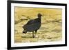 South American Black Vulture-Rob Francis-Framed Photographic Print