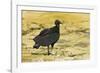 South American Black Vulture-Rob Francis-Framed Photographic Print