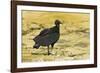 South American Black Vulture-Rob Francis-Framed Photographic Print