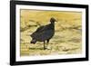 South American Black Vulture-Rob Francis-Framed Photographic Print