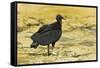 South American Black Vulture-Rob Francis-Framed Stretched Canvas