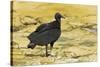 South American Black Vulture-Rob Francis-Stretched Canvas