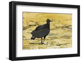 South American Black Vulture-Rob Francis-Framed Photographic Print