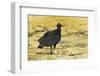 South American Black Vulture-Rob Francis-Framed Photographic Print