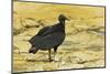 South American Black Vulture-Rob Francis-Mounted Photographic Print