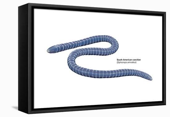 South American Caecilian (Siphonops Annulatus), Amphibians-Encyclopaedia Britannica-Framed Stretched Canvas