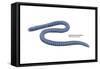 South American Caecilian (Siphonops Annulatus), Amphibians-Encyclopaedia Britannica-Framed Stretched Canvas