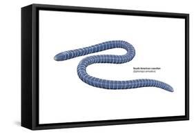 South American Caecilian (Siphonops Annulatus), Amphibians-Encyclopaedia Britannica-Framed Stretched Canvas