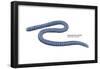 South American Caecilian (Siphonops Annulatus), Amphibians-Encyclopaedia Britannica-Framed Poster