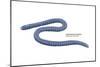 South American Caecilian (Siphonops Annulatus), Amphibians-Encyclopaedia Britannica-Mounted Poster