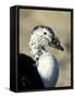 South American Comb Duck-Colin Seddon-Framed Stretched Canvas