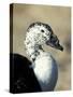 South American Comb Duck-Colin Seddon-Stretched Canvas