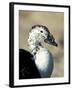 South American Comb Duck-Colin Seddon-Framed Photographic Print
