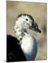 South American Comb Duck-Colin Seddon-Mounted Photographic Print