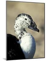 South American Comb Duck-Colin Seddon-Mounted Photographic Print