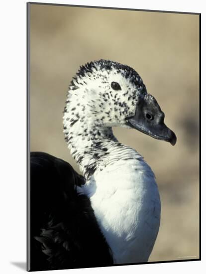 South American Comb Duck-Colin Seddon-Mounted Photographic Print