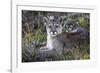 South American cougar-Art Wolfe-Framed Photographic Print