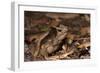 South American Crested Toad, Yasuni NP, Amazon Rainforest, Ecuador-Pete Oxford-Framed Photographic Print