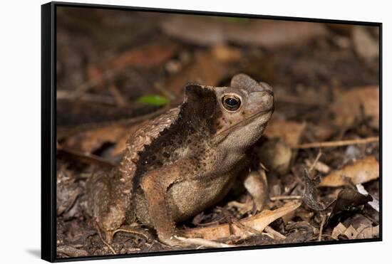 South American Crested Toad, Yasuni NP, Amazon Rainforest, Ecuador-Pete Oxford-Framed Stretched Canvas