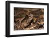 South American Crested Toad, Yasuni NP, Amazon Rainforest, Ecuador-Pete Oxford-Framed Photographic Print