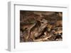 South American Crested Toad, Yasuni NP, Amazon Rainforest, Ecuador-Pete Oxford-Framed Photographic Print