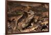 South American Crested Toad, Yasuni NP, Amazon Rainforest, Ecuador-Pete Oxford-Framed Photographic Print